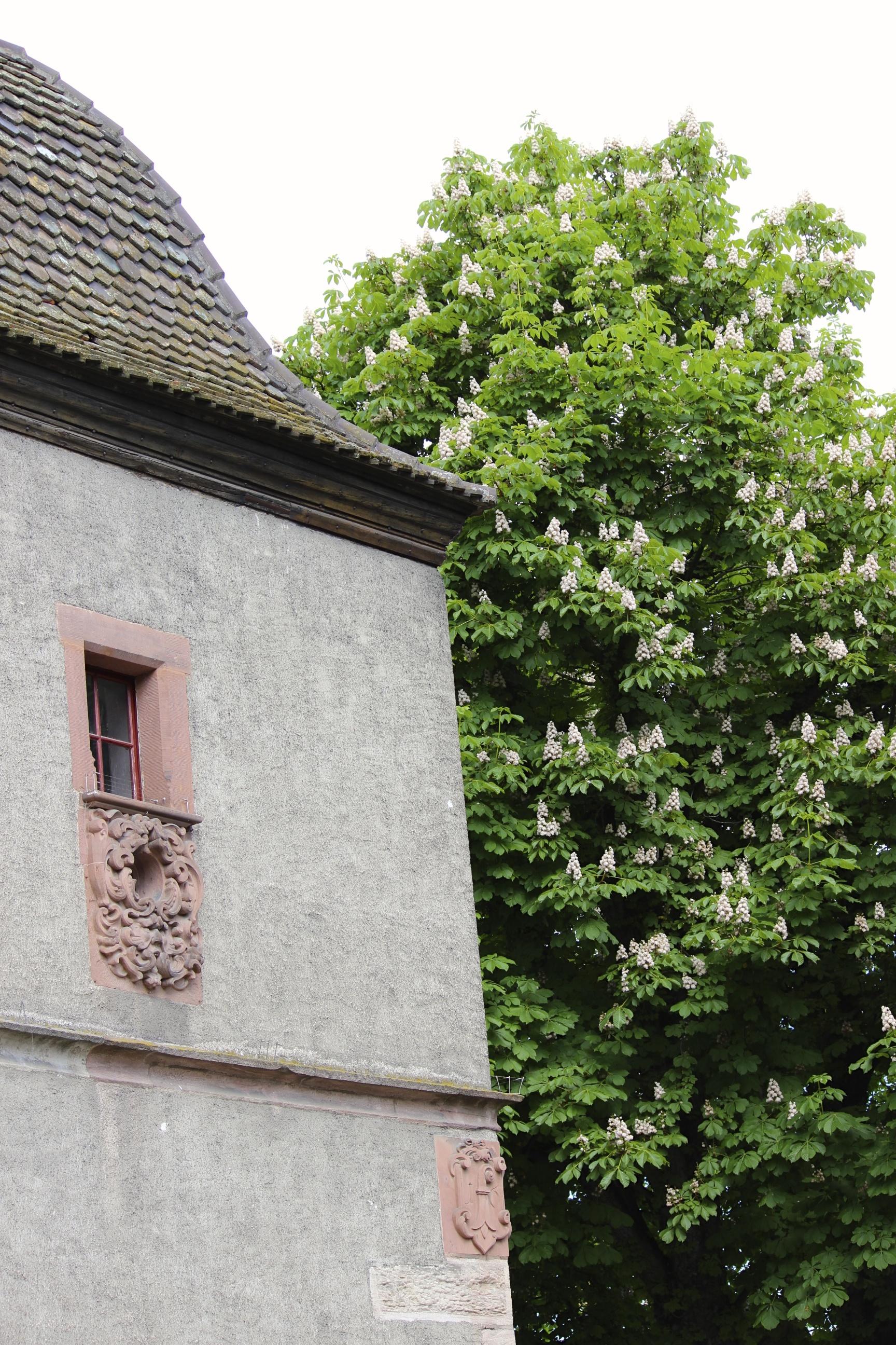 Turm Stadtmauer Letzi - Foto von Franz König